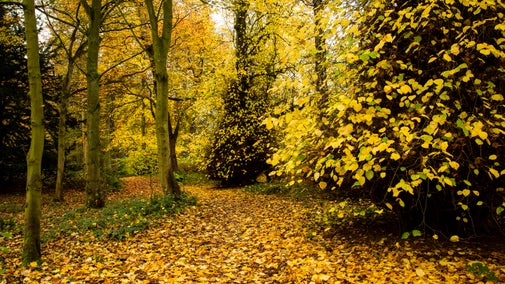 Autumnal woodland at Shugborough Estate, Staffordshire